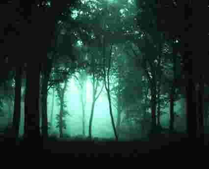 El bosque nocturno